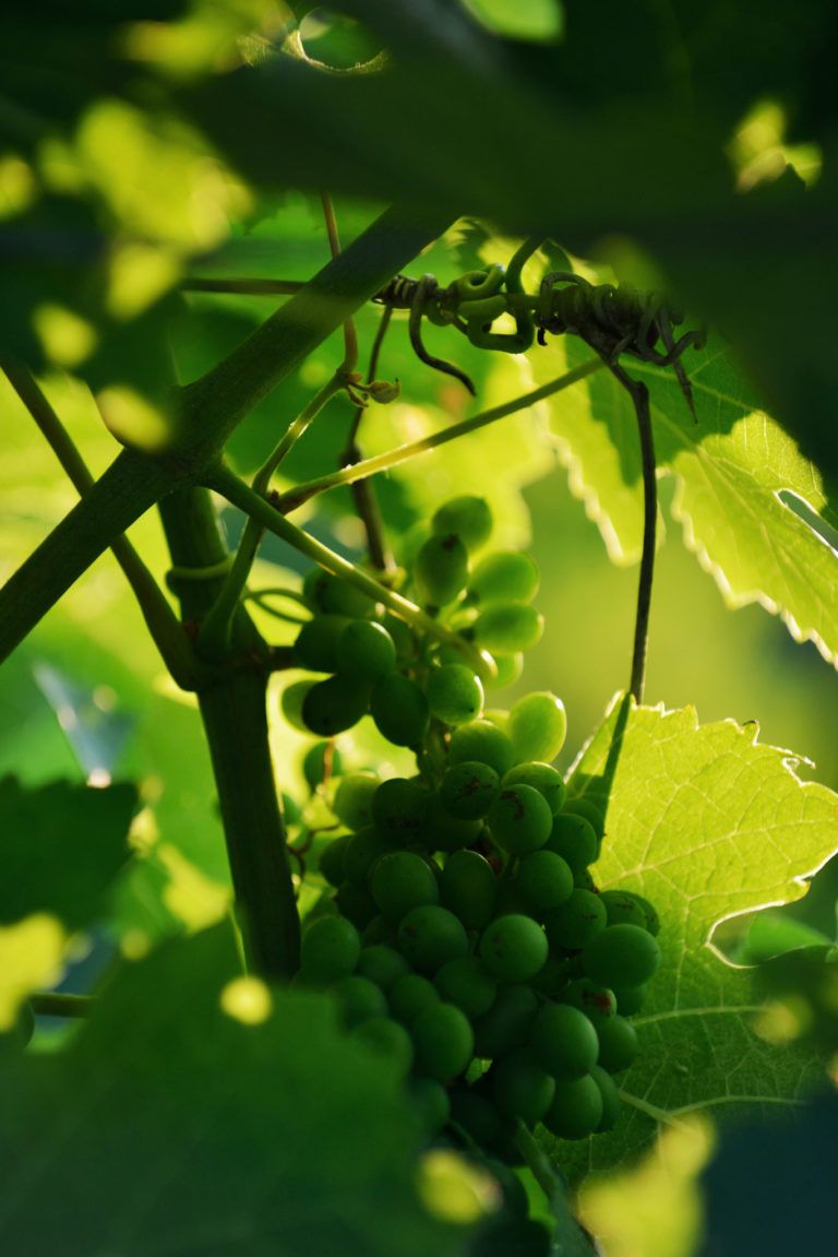 Vin biodynamie Saint Rémy de Provence