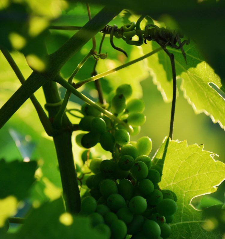 Vin biodynamie Saint Rémy de Provence
